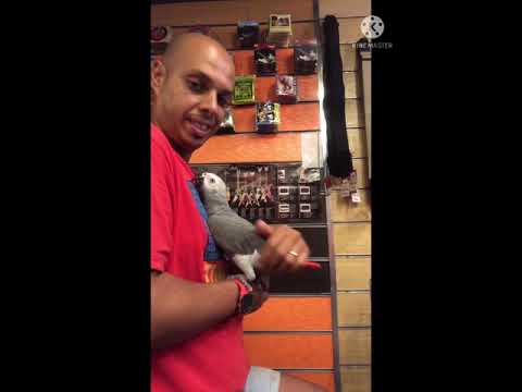 Hany adopts an old grey parrot for trainingهاني ناجي يتبني ببغاء كبير السن و يقوم بترويضة و تدريبة