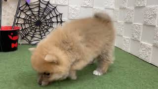 ハーフ犬の動画01