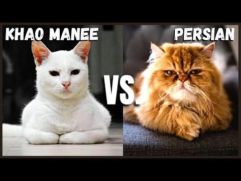カオマネキャットVS.ペルシャ猫