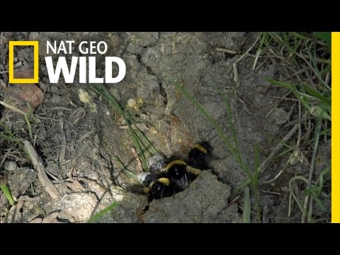 Sweet Revenge | Bumblebees | Bumblebees