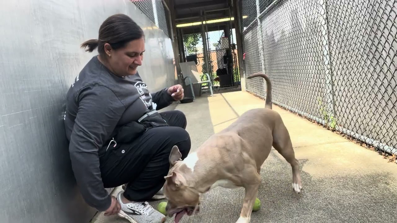 Enlarge Anya, a ADOPTABLE Pit Bull Terrier in Chicago, IL video 5/5