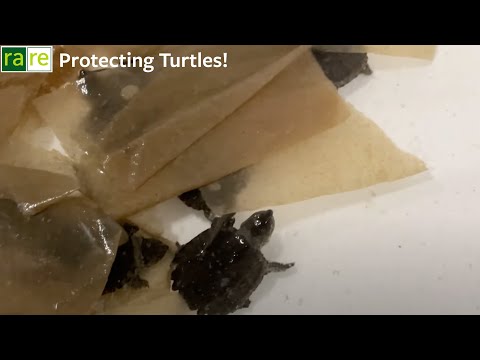 Protecting Turtles at rare - Candid Shots of the Turtle Rescue Team - August 17, 2022