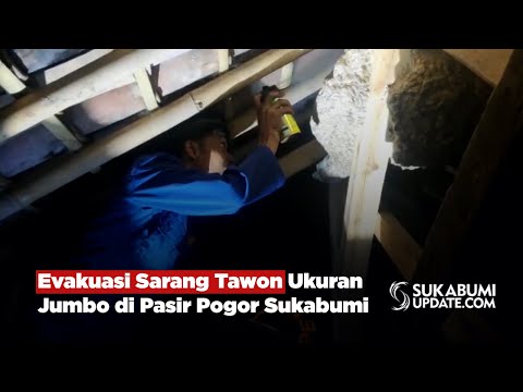 Evakuasi Sarang Tawon Ukuran Jumbo di Pasir Pogor Sukabumi