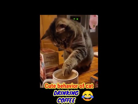 Cute behavior of cat DRINKING COFFEE