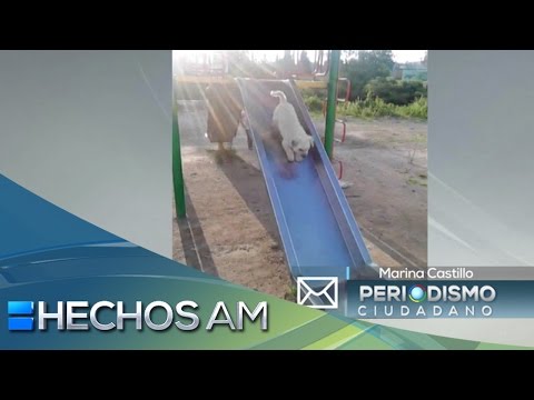 Reporte ciudadano - Perro divirtiéndose en resbaladilla