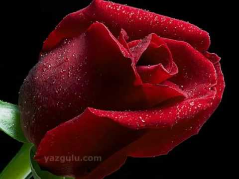 hasan zirak dewana bum daf