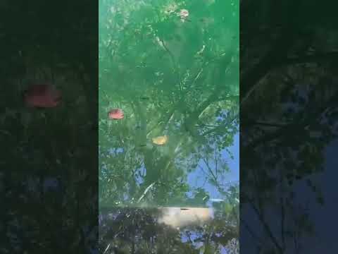 São Desidério Ba. lagoa azul