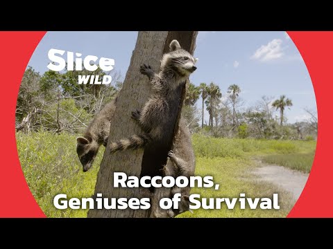 How Have Raccoons Expanded and Adapted Everywhere? | SLICE WILD