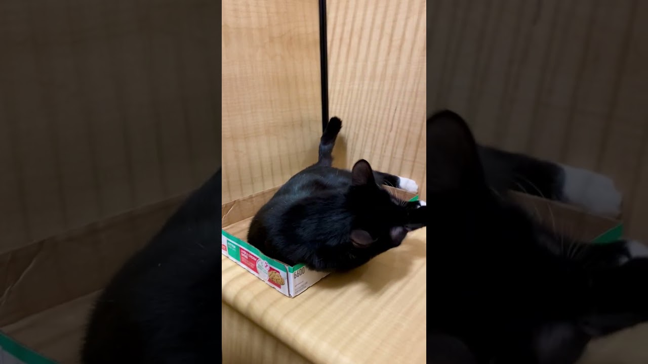 Enlarge Precious, a ADOPTABLE Domestic Short Hair in Worcester, MA video 6/6