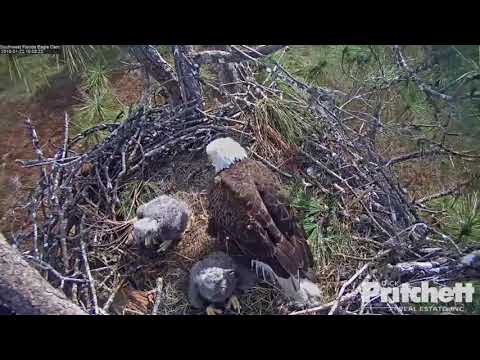 2018 02 05 Axel Watertoren Alex In De Kast En Paring Op Rand