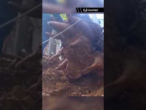 Uma mandioca de impressionantes 84 quilos chamou a atenção em uma propriedade rural de Schroeder-SC