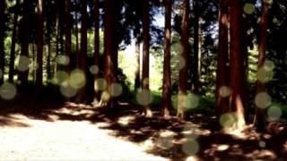 Enchanted Forest Your Gift for Humanity guided meditation by Jean Dayton