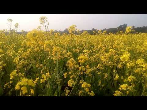 Mustar flowers / Stock footage/free video/ Copyright free footage