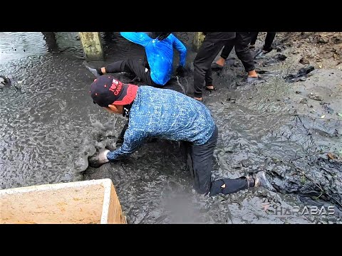 EP577-Part 1 - Pagharvest sa Palaisdaan ng Team Harabas | With Harabas Group of Vloggers