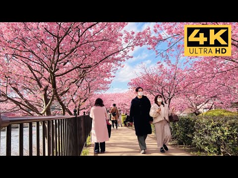 Japan Cherry Blossoms 2024 ・ Kawazu Sakura - Kawazu Cherry Blossom Festival