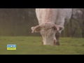 CARREFOUR Publicite Tv