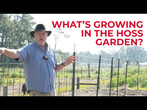 Sneaky Things We Are Doing In The Garden