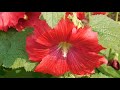 Pookal Pookum Tamil Song Mashup Instrumental Classical Relaxing Flute Veena Violin Music