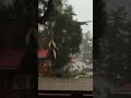 Crazy Lightning Strikes Tree⚡