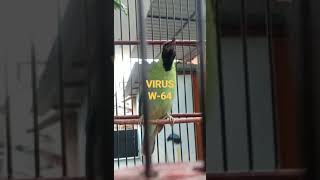 Download lagu Cucak ijo rasa LOVEBIRD ngekek durasi - 15detik. mp3