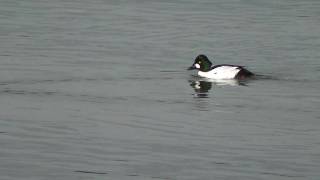 preview picture of video 'Common Goldeneye pair'