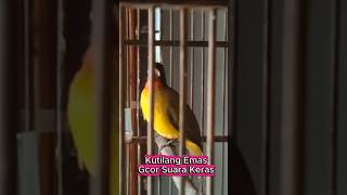 Download lagu Kutilang emas gacor suara lantang buat lawan emosi mp3