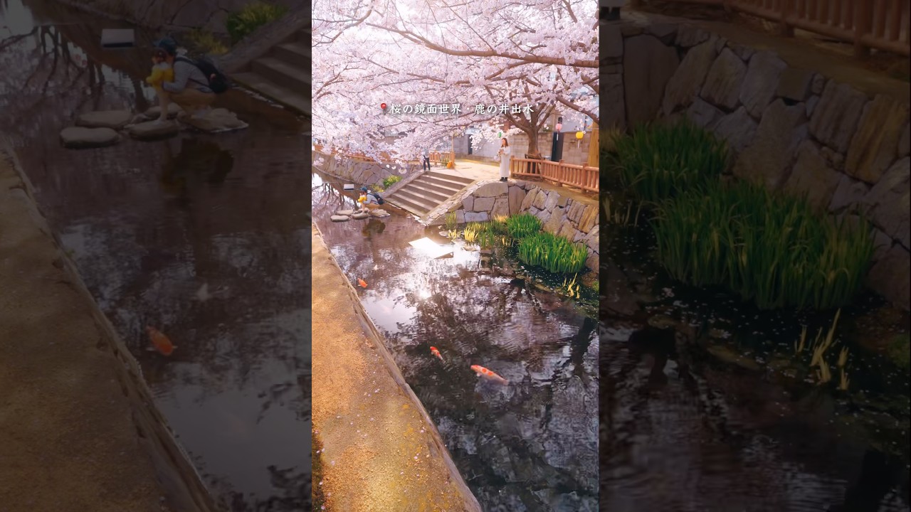 この春絶対行きたい香川県のお花見スポット3選