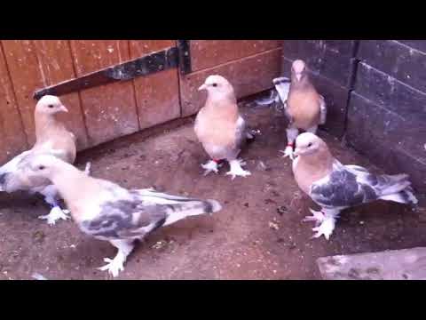 Turkish Takla (Tumblers) - London -  Altinbas