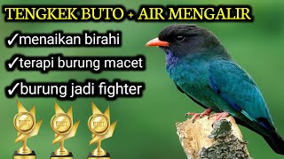 Download lagu tengkek buto   terapi air mengalir || atasi burung macet jadi fighter mp3