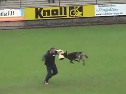 Agent vom Wolfsheim BSP 2010 Abt C