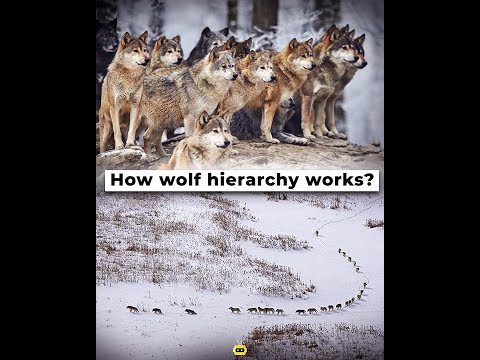 image-What is a wolf pack behavior?