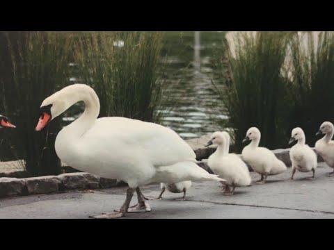 Last swan of San Francisco's Palace of Fine Arts dies