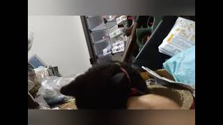 【ネコ動画】クロちゃんが、持ち直しました。【黒ネコ】