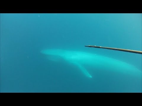 Blue Whale Encounter in the Blue