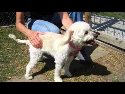 Rosemary, an adopted Poodle in Houston, TX_image-1