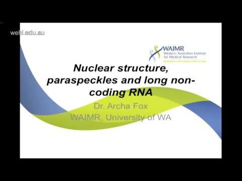 Fox A (2013): Nuclear structure, paraspeckles and long non-coding RNA