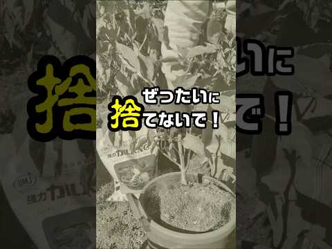 つりきっぷ様　育て終えた野菜が栄養に変わりました