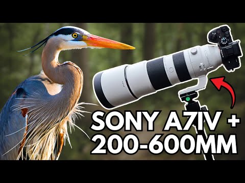 Relaxing Blue Heron POV Winter Wildlife Photography (Sony A7iv + 200-600mm G)