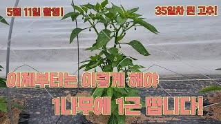 심은지 35일된 고추! 1나무에 1근을 따려면!!!! 고추 농사 잘 짓는 법!