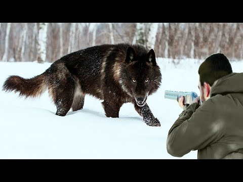 Hunters take revenge on ferocious wolves after they attack livestock