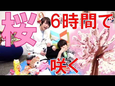 6時間で咲く桜でお花見してみた！【毎日19時！立石学園】