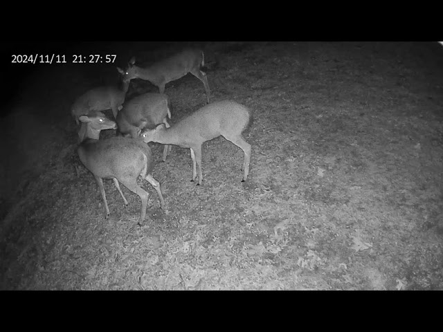 Judge.me YouTube video placeholder