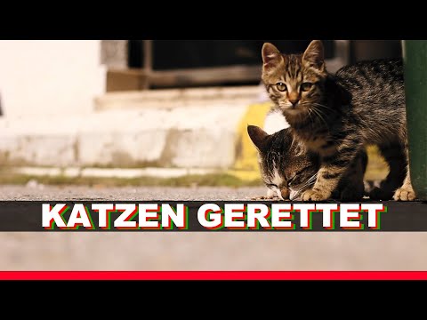WIR RETTEN ARME KATZEN VON DER STRAßE