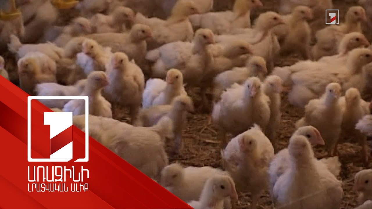 Թռչնագրիպ՝ Եվրոպայից Ամերիկա, Ասիայից Աֆրիկա. վարակը Հայաստան չի ներթափանցել