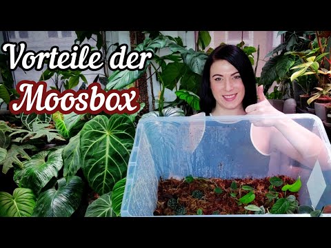 Moosbox | Wie du Stecklinge vermehren kannst ohne Arbeit
