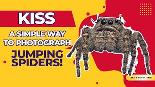 KISS - A Simple Way to Photograph Jumping Spiders! | Macro Photography