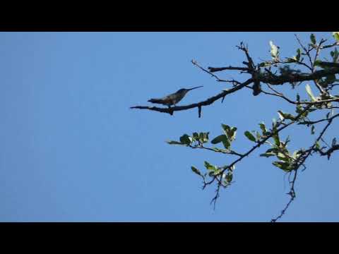 Blue-tufted Starthroat, Heliomaster furcifer, female, Avia Terai, Chaco, Argentina 9 Febr 2026 (1/2)