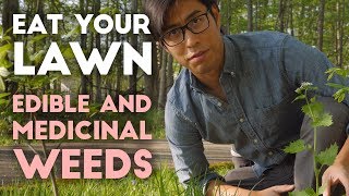 Eat Your Lawn | Identifying Edible and Medicinal Weeds in your Yard