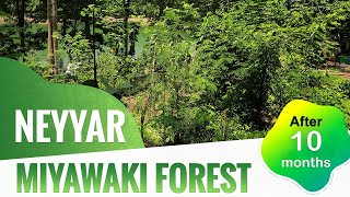 Fast Growing Miyawaki Forest at Neyyar After 10 Months
