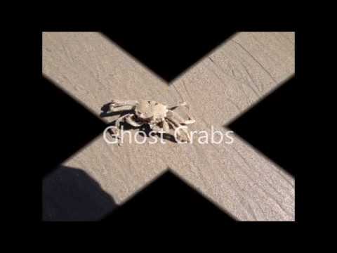 (Primary) Ghost Crabs - All you need to know. Further Learning in the Description